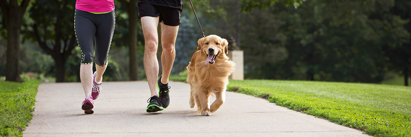 DogWatch by PetWorks, Mount Kisco, NY | Electronic Dog Training Collars Footer Image Image
