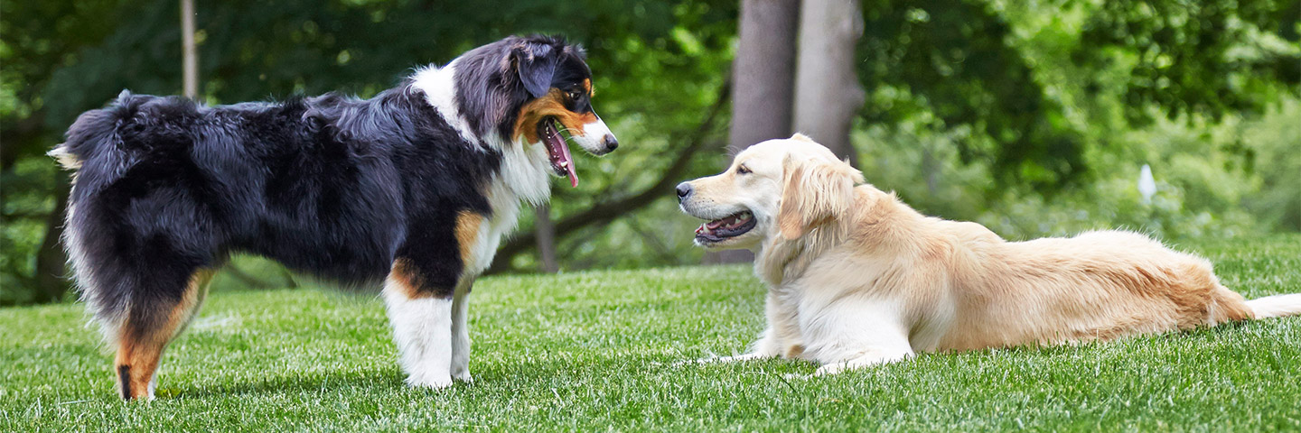 DogWatch by PetWorks, Mount Kisco, NY | Outdoor Hidden Dog Fences Slider Image