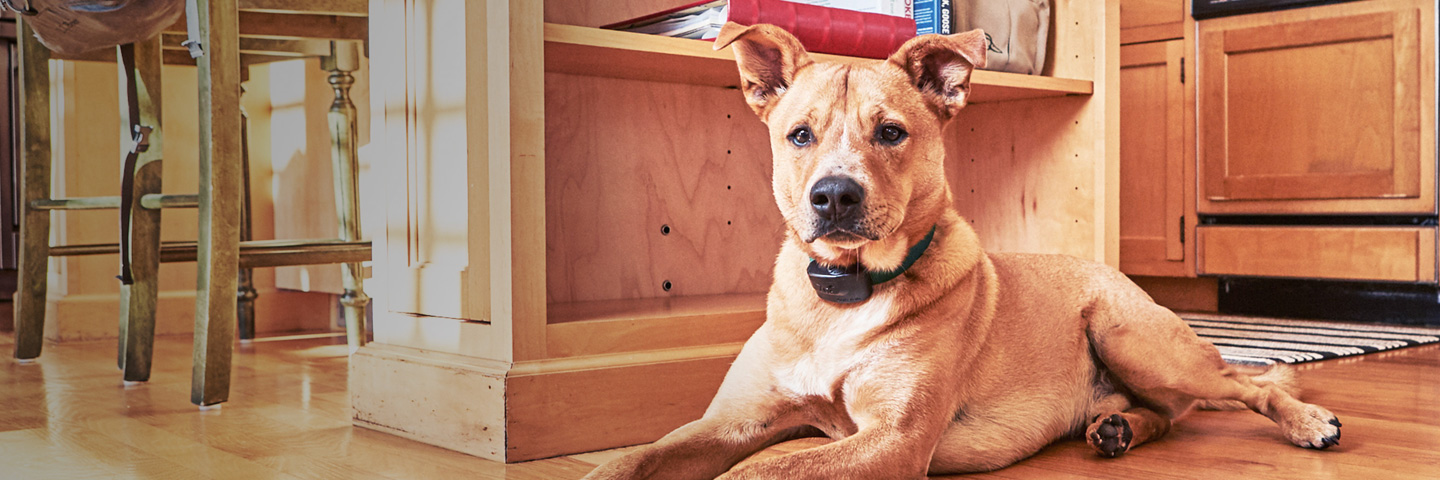 DogWatch by PetWorks, Mount Kisco, NY | Indoor Pet Fences Slider Image